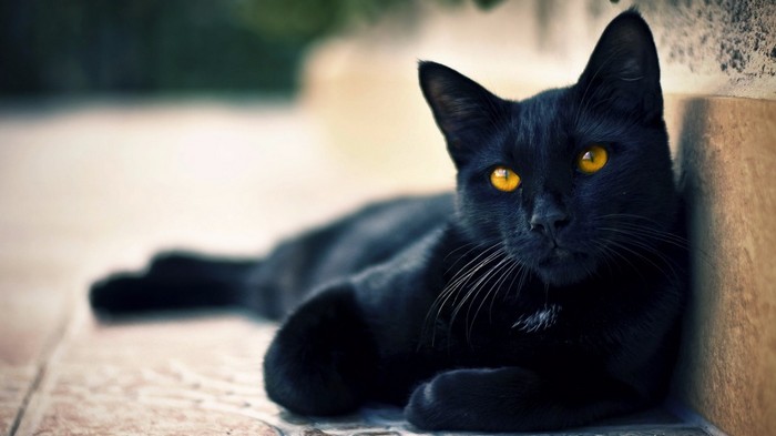 Черная кошка в разбитом зеркале: почему суеверия до сих пор существуют