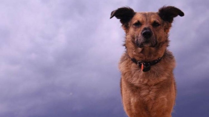 Пять вещей, которые собаки чувствуют задолго до того, как человек их заметит