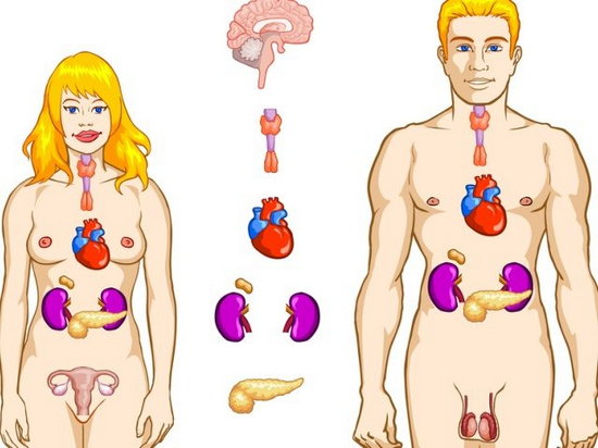 Железы и их гормоны в организме