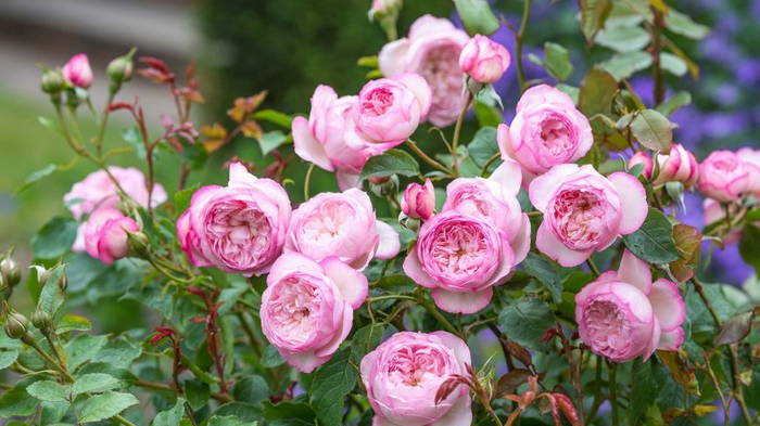 О посадке парковых роз: советы розовода
