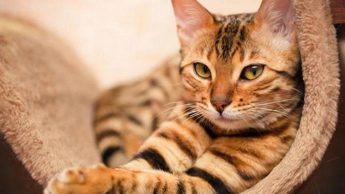 6 удивительных фактов о кошках