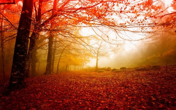 Как защититься от дыма осенью: 10 советов от доктора Комаровского