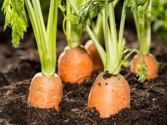 Как часто нужно поливать морковь?