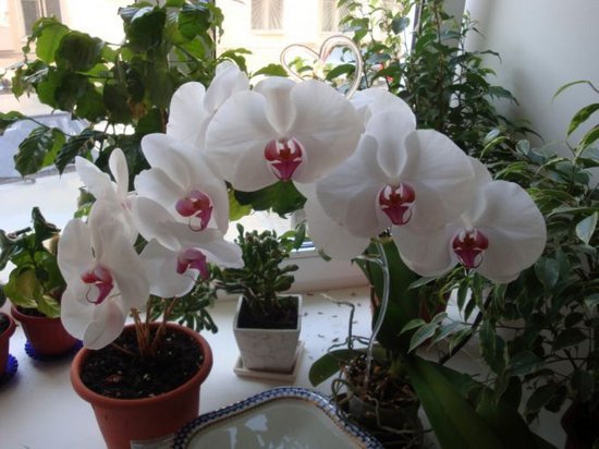 ТОП-5 секретов по уходу за орхидеей