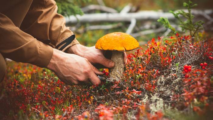 Отравление грибами: первые признаки и скорая помощь
