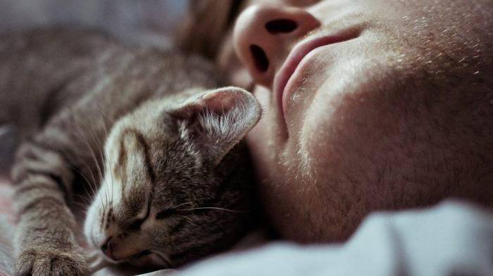 Для чего кошки ложатся спать с хозяевами?