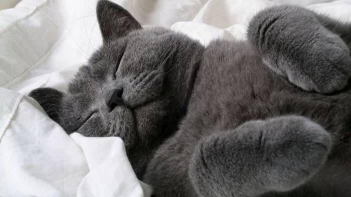 Почему коты спят в странных позах
