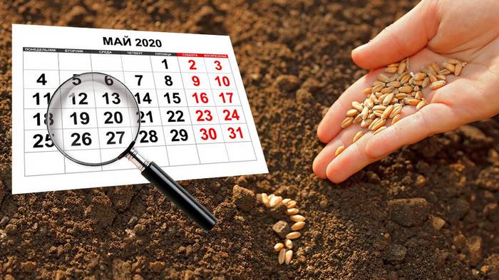 Посевной календарь на май для бойких огородников