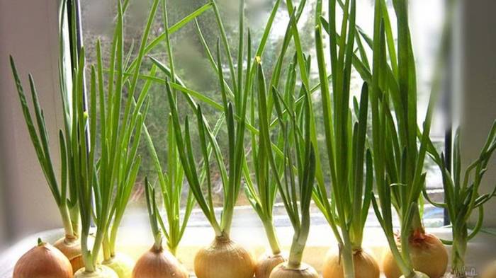 Как вырастить зеленый лук на подоконнике: пошаговая инструкция