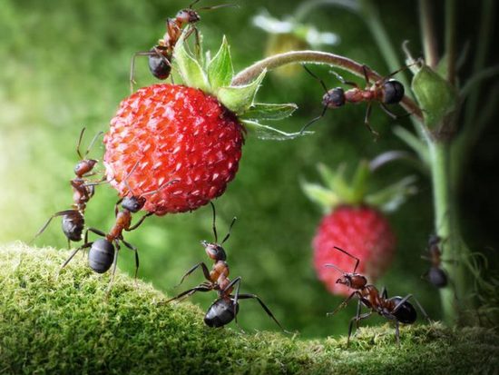 Садовые муравьи и борьба с ними