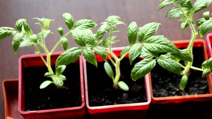 Основные ошибки при выращивании рассады томатов