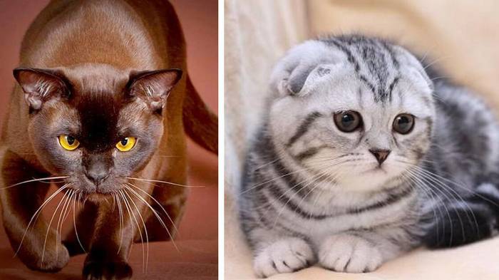 Какие кошки отличаются сообразительностью