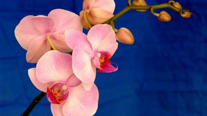 Всё, что нужно знать о цветении орхидей