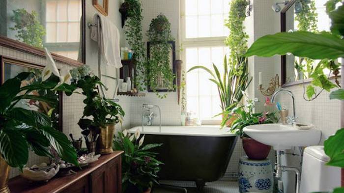 Какие растения посадить в ванной комнате
