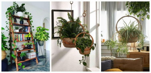 украшение комнатными растениями