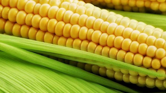 6 причин отказаться от кукурузы навсегда