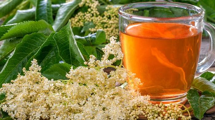 Как применять чай из цветов бузины при простуде