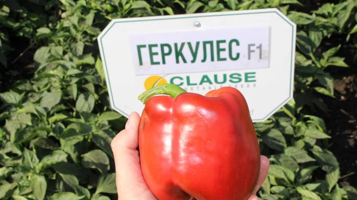 Выращивание перца сорта Геркулес в Украине