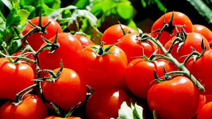 10 неоспоримых причин, почему помидоры стоит употреблять ежедневно