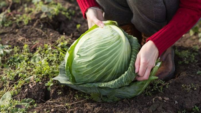 Как вырастить идеальный капустный кочан