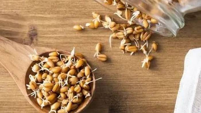 Как проращивать семена и зерна: сохрани их энергетический потенциал для своего здоровья