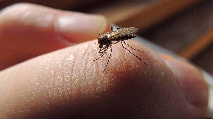 Эффективное домашнее средство от комаров: об укусах насекомых ты забудешь навсегда