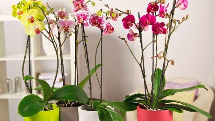 Как ухаживать за орхидеями в доме