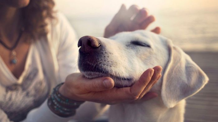 Умеют ли собаки распознавать эмоции человека