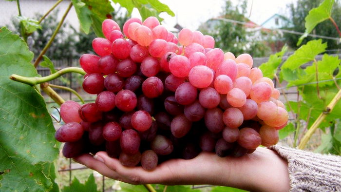 Лучистый виноград высокоурожайный кишмиш: особенности посадки и ухода