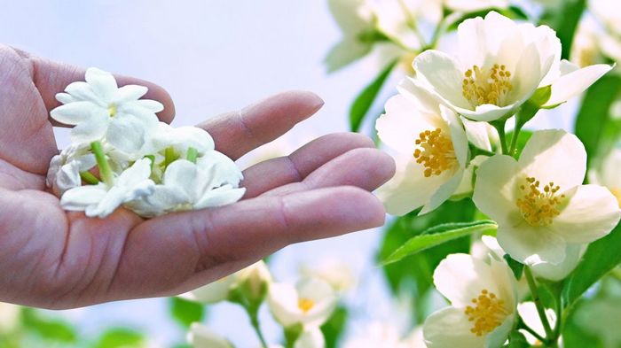 Зачем сушить цветы жасмина
