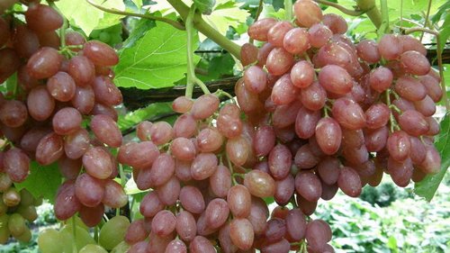 лучистый виноград
