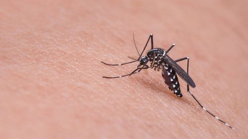 6 чудо-растений, которых боятся комары