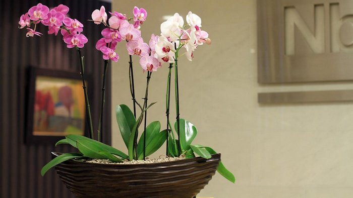 В какой горшок поместить орхидеи