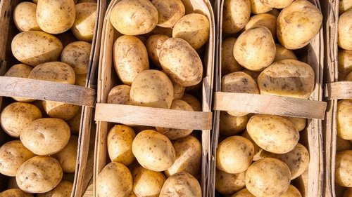 4 главных правила хранения картофеля в квартире
