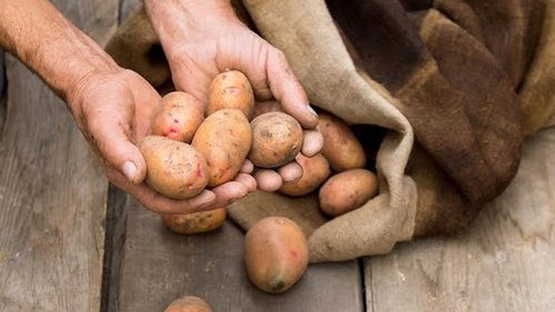 Полкилограмма молодого картофеля и пучок укропа… Главное — залей всё бульоном