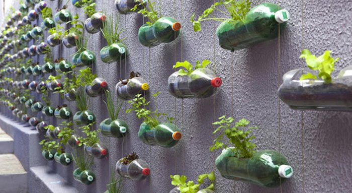 Как выращивать огурцы в бутылках