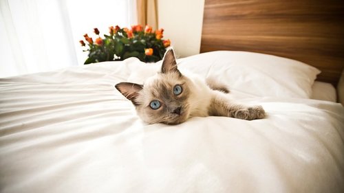 Если кошка любит спать в хозяйской постели, что это значит?