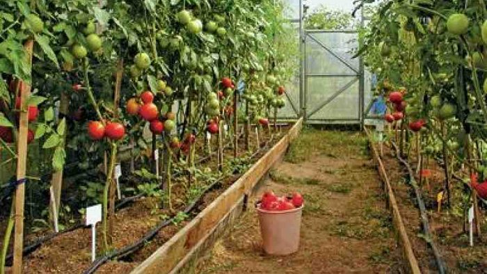 Тонкости выращивания домашних помидоров