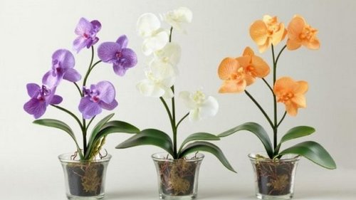Как пересадить орхидею во время цветения