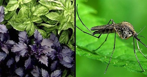 Список отгоняющих комаров от участка растений