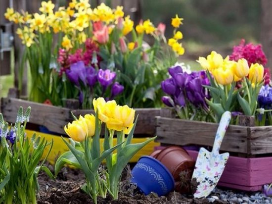 Посадка тюльпанов весной в открытый грунт. Время, когда сажать и как это правильно делать?