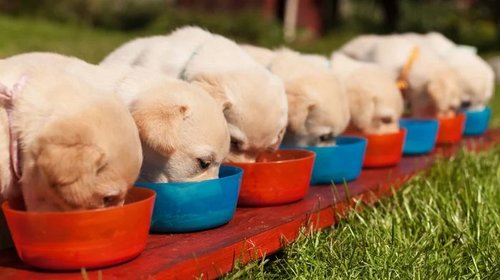 Чем следует кормить собак?