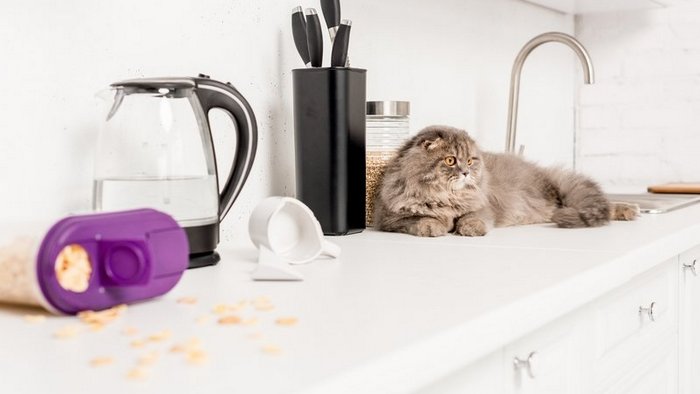 Почему коту нужно меньше времени проводить на кухне