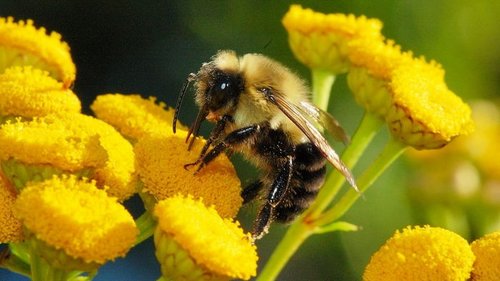 Кормушки для пчел