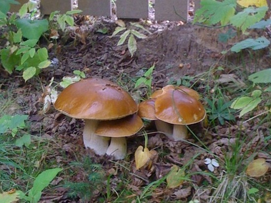 Как вырастить грибы на даче своими руками в открытом грунте?