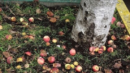 Почему опавшие яблоки нужно отнести в теплицу