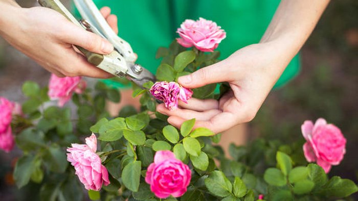 Как провести обрезку роз осенью, чтобы цветы перезимовали и пышно зацвели летом