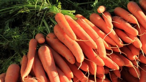 Правила хранения моркови, чтобы она не начала попахивать и покрываться плесенью