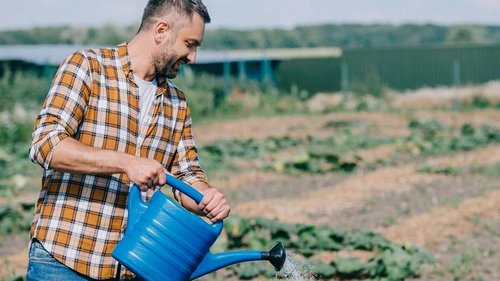 Чем полить грядки осенью, чтобы защитить огурцы и помидоры от вредителей и хворей на год вперед