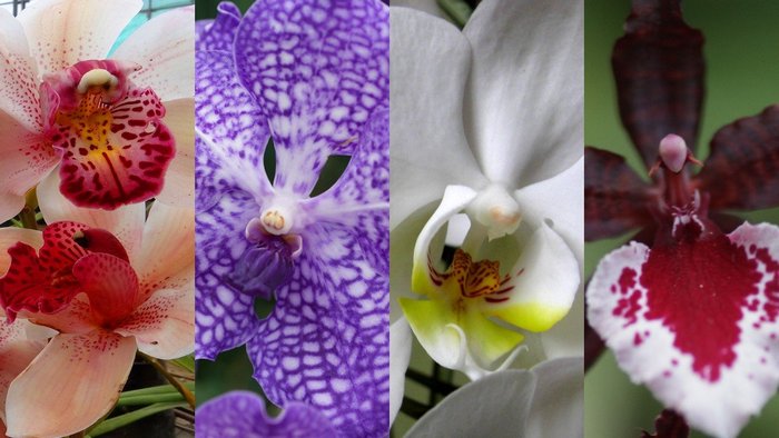 Почему нельзя дарить и принимать в дар орхидеи